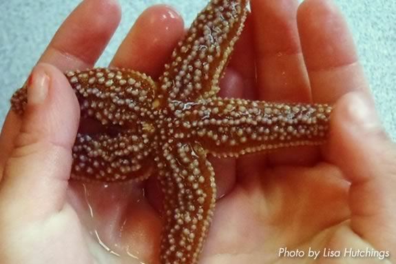 Kids ages 6-8 will investigate the subtidal zone with Joppa Flats Naturalists!