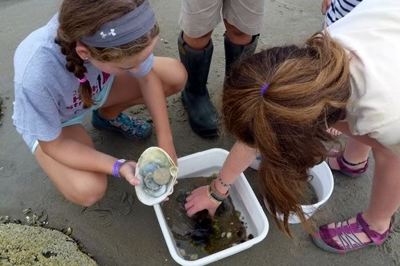 STEAM comes to the Mass Audubon Joppa Flats Education Center in Newburyport! 