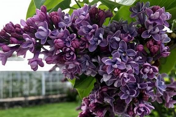 Come enjoy the fantastic lilace display in the gardens and a Mother's Day Brunch at the Trustees of Reservations Stevens-Coolidge Place. Come enjoy the fantastic lilace display in the gardens and a Mother's Day Brunch at the Trustees of Reservations Stevens-Coolidge Place.
