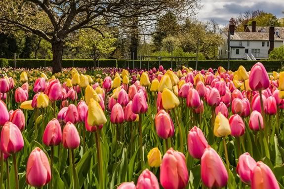 Spring Blooms at the Trustees Stevens Coolidge Estate in North Andover! 