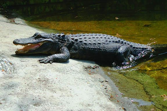 Zoo New England. Stone Zoo events