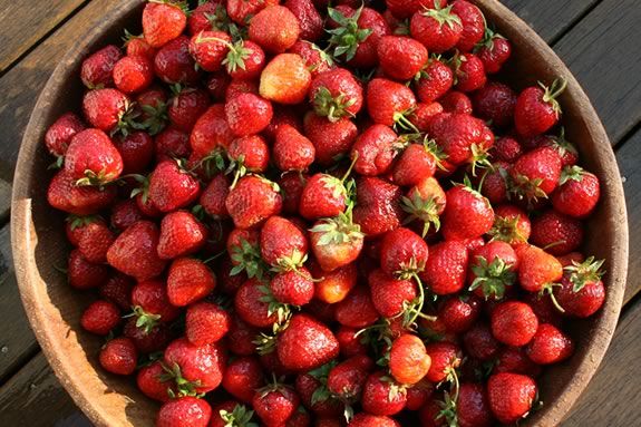 Come join the fun at Connors Farm in Danvers for their strawberry festival