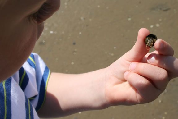 Discover and explore the facts of the creatures you find at the beach at Joppa Flats Education Center Newburyport Massachusetts Discover and explore the facts of the creatures you find at the beach at Joppa Flats Education Center Newburyport