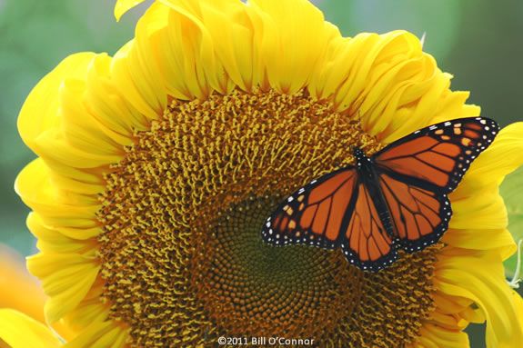 Come learn about butterflies and other insects at Joppa Flats Center Newburyport