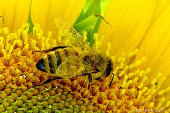 “Summer’s Flight, Pollen’s Delight,” by Flora C. Caputo storywalk at Maudslay State Park in Newburyport Massachusetts