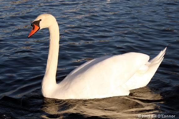 Kids will learn about swan ducks and geese at Mass Audubon's Jopp Flats Center 