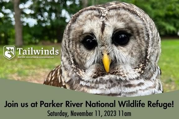 Learn about and meet birds of prey at Parker River Wildlife Refuge in Newburyport!