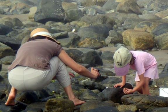 This parent/child walkabout focuses on tidal pool creatures and habitat.