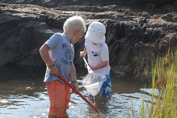 This Harbor Cruise will explore the creatures that can be found in tide pools.