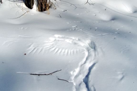 Kids will learn about tracks and signs at Ipswich River Wildlife Sanctuary in Topsfield during the Holiday Vacation Week!