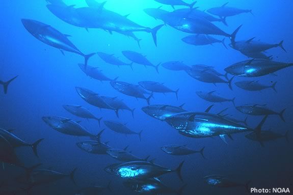 Is your Tuna farmed or wild and what's the difference? Find out at Joppa Flats!