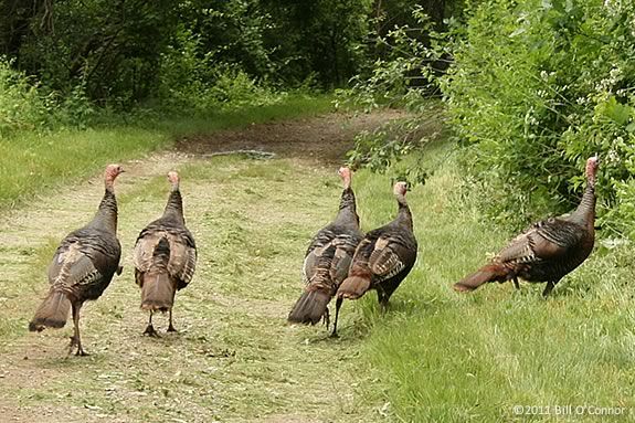 Learn about turkeys at Mass Audubon's Ipswich River Wildlife Sanctuary in Topsfield Massachusetts