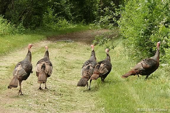 Come to Essex Town Hall to take part in a town-wide scavenger hunt where the prize is turkey!