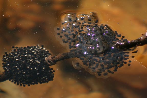 Amphibian eggs are just part of the natural wonders found in vernal pools.