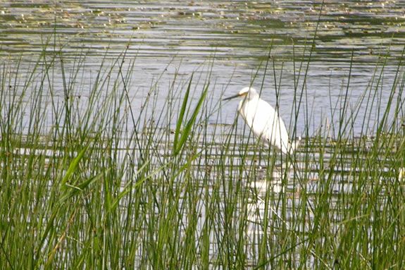 Explore the Bunker Meadow Pond at Ipswich river Wildlife Sanctuary in Topsfield Massachusetts