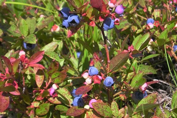 Essex County Greenbelt Association hosts a wild edibles workshop for families at the Ordway Reservation in West Newbury Massachusetts!