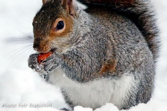 Kids will learn about animals in the snow at the Mass Audubon Joppa Flats Education Center in Newburyport!