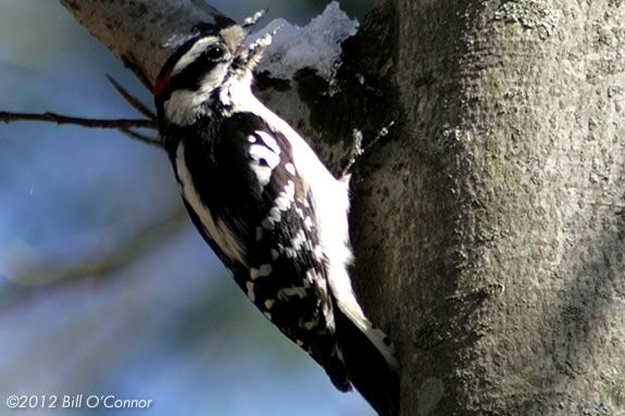 What birds come to your yard in the winter? Walk the trails of Ipswich River Wil