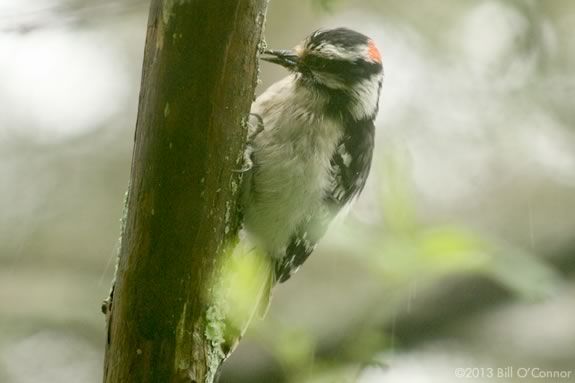 Kids will learn about the birds that live in their backyard at Joppa Flats Education Center in Newburyport