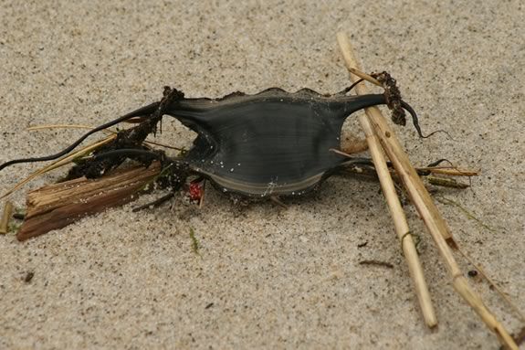 Explore the wrack line at the Joppa Flats Education Center in Newburyport.