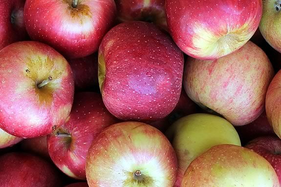 From the Orchard: Autumn Apple Harvest workshop with Carlyn Grieco at Appleton Farms in Ipswich Massachsuetts From the Orchard: Autumn Apple Harvest workshop with Carlyn Grieco at Appleton Farms in Ipswich