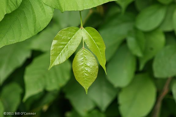 Poison Ivy has three leaves on each branch node. "Leaves of Three, Let it Be." 