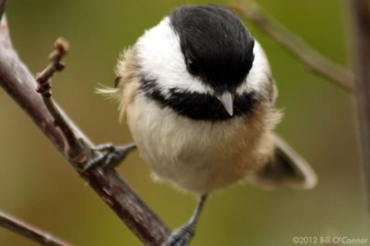 The Explore! North Shore hiking series will get you outside and moving at Moraine Farm in Beverly Massachusetts