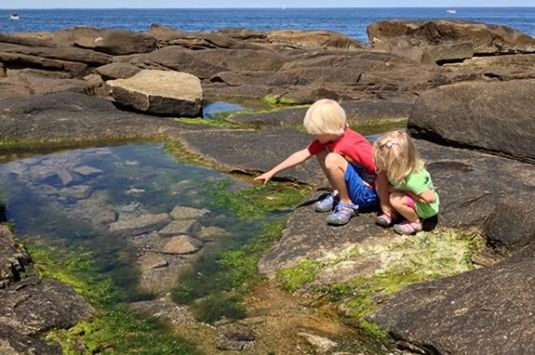 The tide pools at Halibut Point State Park in Rockport Massachusetts are some of the best in New England!