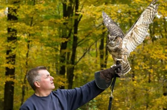 Come learn all about owls from Wingmasters at Wenham Museum in Massachusetts 