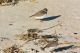 Piping Plovers can be found all over the Parker River National Wildlife Refuge