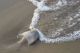 CoastSweep Cleanup hosted by Salem Sound Coastwatch at Collins Cove Beach in Salem Massachusetts