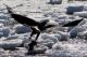 Come celebrate the return of the Eagles to the Merrimack Estuary! Photo: Eagle on Ice by Bill O'Connor