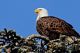 Families are invited to take a field trip with Joppa Flats naturalists to search for Bald Eagles in the Newburyport area 