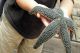 The Touch Tanks at Maritime Gloucester present many hands-on experiences! The Touch Tanks at Maritime Gloucester present many hands-on experiences!
